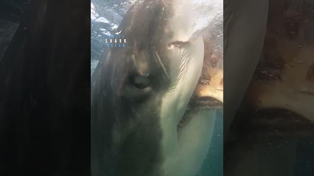 Young great white shark thrashes the bait Young great white shark thrashes the bait