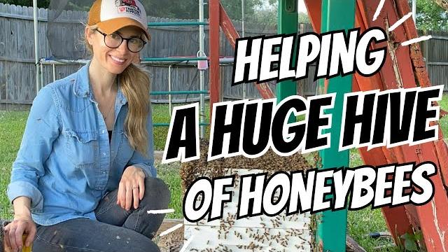 Helping a huge hive of honeybees Helping a huge hive of honeybees