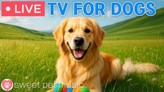 24 hours of dog tvrelaxing music for dogs to sleep🩷dog separation anxiety & stress relief music 24 hours of dog tvrelaxing music for dogs to sleep🩷dog separation anxiety & stress relief music