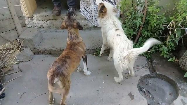 Brown pup pees/pooping/stray pups eating raw meat/raw chicken feet/summers #animals #uk #viralvideo Brown pup pees/pooping/stray pups eating raw meat/raw chicken feet/summers #animals #uk #viralvideo
