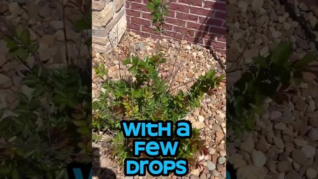 How to revive dead plant How to revive dead plant
