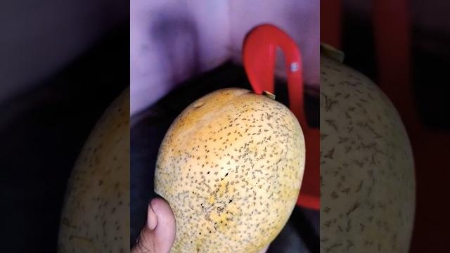 Lovely mango #youtube short video Lovely mango #youtube short video