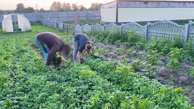 Срочно спасаем огород. дом с выгулом для кур готов. полезные обновки. жизнь простых людей в деревне. Срочно спасаем огород. дом с выгулом для кур готов. полезные обновки. жизнь простых людей в деревне.