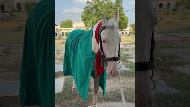 Zuljanah || #zuljanah #yahussain #yaali #shorts #trending #imamhussain #nadeemsarwar #lucknowjuloos Zuljanah || #zuljanah #yahussain #yaali #shorts #trending #imamhussain #nadeemsarwar #lucknowjuloos