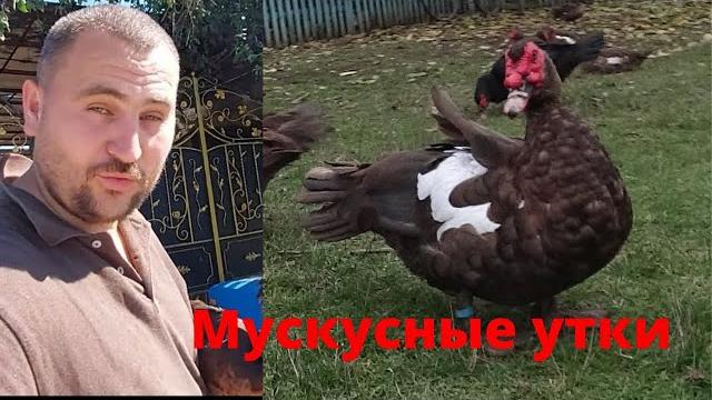 Мускусные утки тяжёлой линии когда покупать? рекомендации андрея новикова и сельской жизни Мускусные утки тяжёлой линии когда покупать? рекомендации андрея новикова и сельской жизни