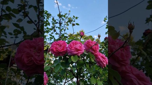 #pinkrose #nature #skybeauty #rose #flowers #rosé #mygardenflowers #mygarden #rosegarden #summerdays #pinkrose #nature #skybeauty #rose #flowers #rosé #mygardenflowers #mygarden #rosegarden #summerdays