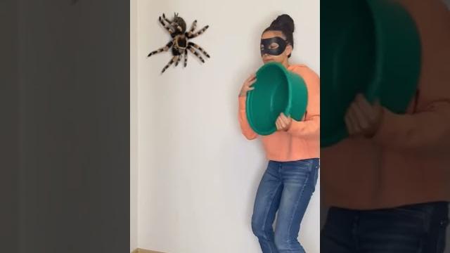 Как поймать большого паука Как поймать большого паука