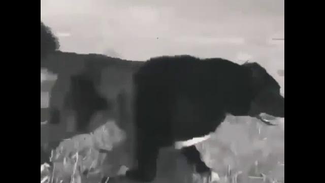 Alabay itlar jangi Alabay itlar jangi