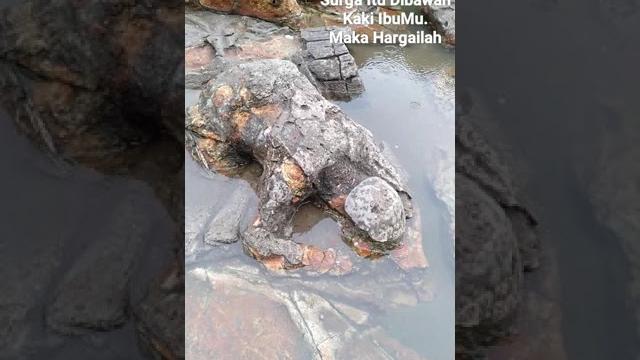 Malin kundang si anak durhaka dikutuk menjadi batu malin kundang oleh ibunya#shorts Malin kundang si anak durhaka dikutuk menjadi batu malin kundang oleh ibunya#shorts