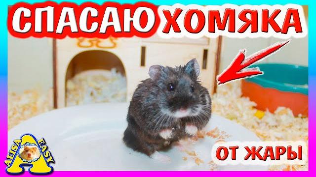 Лайк меня напугал! / как спасти хомяка от жары? / спасение хомки и крыс / alisa easy pets Лайк меня напугал! / как спасти хомяка от жары? / спасение хомки и крыс / alisa easy pets