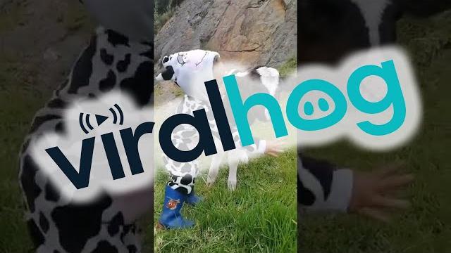 Little girl sings to baby calf || viralhog Little girl sings to baby calf || viralhog