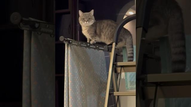#cat #cute #cat #cute