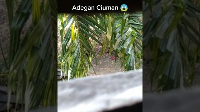 Ketahuan ngentod di perkebunan sawit tetangga Ketahuan ngentod di perkebunan sawit tetangga