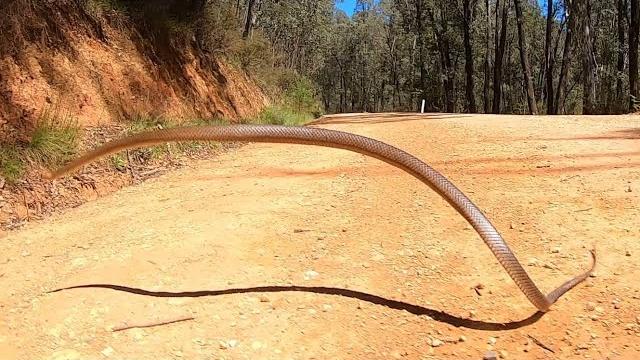 Eastern brown snake jumps into the air Eastern brown snake jumps into the air