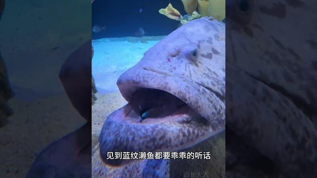 蓝纹濑鱼,海洋里的公共技师 #鱼 #蓝纹濑鱼 #海洋生物 蓝纹濑鱼,海洋里的公共技师 #鱼 #蓝纹濑鱼 #海洋生物