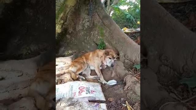 Meet my witch dog putotoy brown Meet my witch dog putotoy brown
