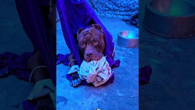 Docile dog #pitmonsters Docile dog #pitmonsters