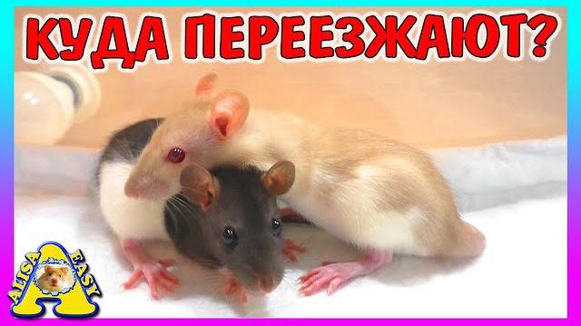 Подарочек и крыса лариска переезжают / хомки и мышки / у стрелки осталась вавка / alisa easy pets Подарочек и крыса лариска переезжают / хомки и мышки / у стрелки осталась вавка / alisa easy pets