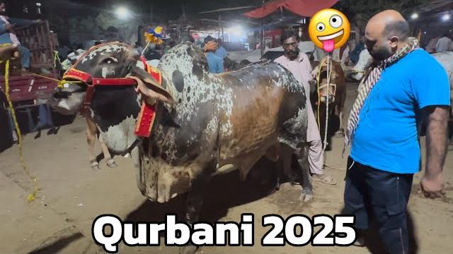 Qurbani 2025 desi sahiwal cholistani bachre | shapur kanjra lahore cow mandi lahori shauk aamir Qurbani 2025 desi sahiwal cholistani bachre | shapur kanjra lahore cow mandi lahori shauk aamir