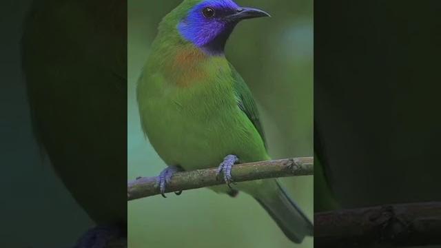 Cucak kinoy or cucak rante mas is the smallest cica bird whose population is almost threatened#fyp Cucak kinoy or cucak rante mas is the smallest cica bird whose population is almost threatened#fyp