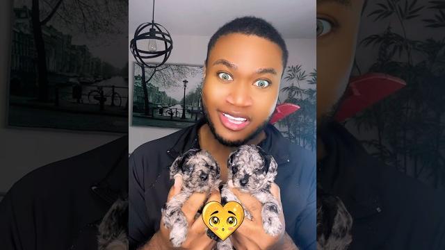 Yellow hearts #puppy #viralvideo #yellowhearts #toypoodle #poodle #shorts #cutepet #bluemerle Yellow hearts #puppy #viralvideo #yellowhearts #toypoodle #poodle #shorts #cutepet #bluemerle