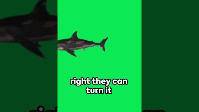 Shark digestion: a deep dive Shark digestion: a deep dive