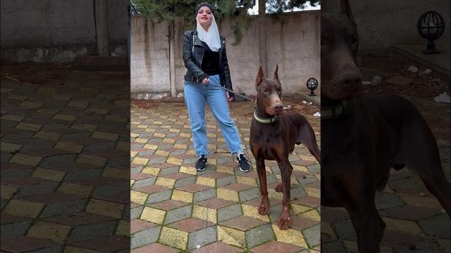 جبت كلب سميتو شيكي دودو ام سيف جبت كلب سميتو شيكي دودو ام سيف