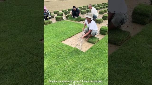 This grass peeling is my new asmr! lawn goals af! #oddlysatisfying #lawn #gardening #asmr This grass peeling is my new asmr! lawn goals af! #oddlysatisfying #lawn #gardening #asmr