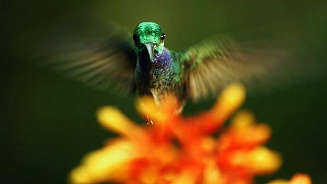 The hidden beauty of pollination | louie schwartzberg The hidden beauty of pollination | louie schwartzberg