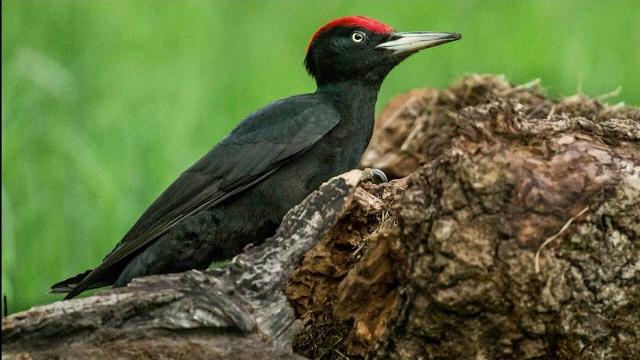 Dryocopus martius Dryocopus martius