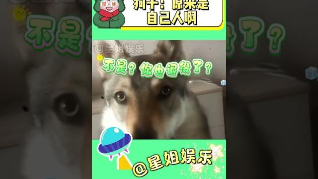狗子:原來是自己人啊#萌寵 #狗狗 #萬萬想不到 #娛樂評論大賞 狗子:原來是自己人啊#萌寵 #狗狗 #萬萬想不到 #娛樂評論大賞
