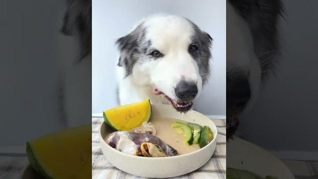 Feeding dog asmr 寵物吃播 171 #shorts Feeding dog asmr 寵物吃播 171 #shorts