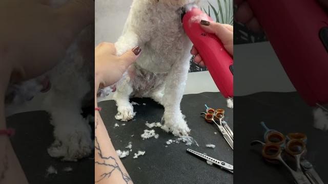 А вам бы понравилась такая стрижка? #домашниеживотные #viral #fyp #doglover #pet #собака #dog #happy А вам бы понравилась такая стрижка? #домашниеживотные #viral #fyp #doglover #pet #собака #dog #happy