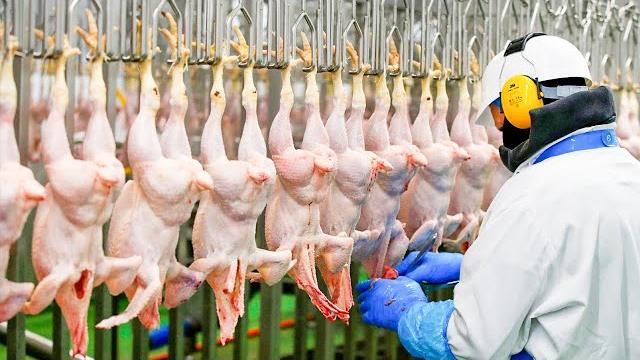 Modern chicken meat processing factory | chicken factory Modern chicken meat processing factory | chicken factory