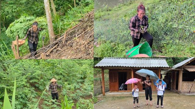 Daily life of a single mother taking care of cassava garden and growing fruit trees. dang thi du Daily life of a single mother taking care of cassava garden and growing fruit trees. dang thi du
