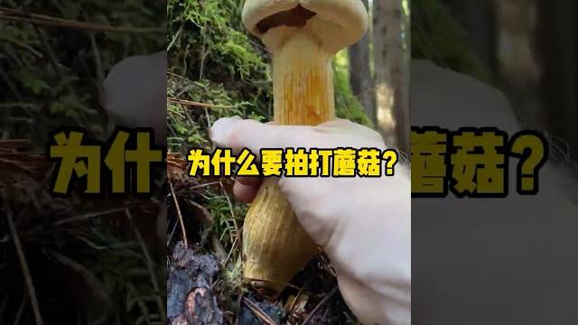 采摘蘑菇前为什么要拍打蘑菇头? #科普 #有趣 #全球看点 #解压 #蘑菇 采摘蘑菇前为什么要拍打蘑菇头? #科普 #有趣 #全球看点 #解压 #蘑菇