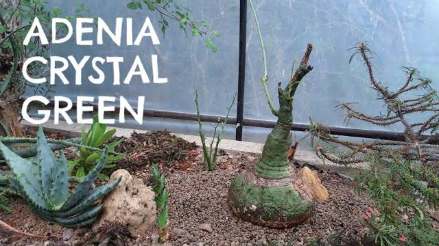 Review : adenia crystal green Review : adenia crystal green