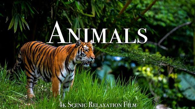 Animals of the world 4k - scenic wildlife film with calming music Animals of the world 4k - scenic wildlife film with calming music