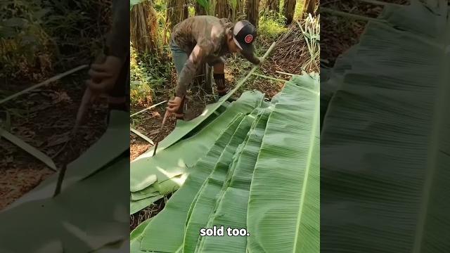 Zero waste banana farm in indonesia! ️ Zero waste banana farm in indonesia! ️