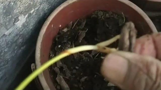 Compost bin mei apne aap germinate hua khajur ka seed #youtubeshorts #compostbin #khajur Compost bin mei apne aap germinate hua khajur ka seed #youtubeshorts #compostbin #khajur
