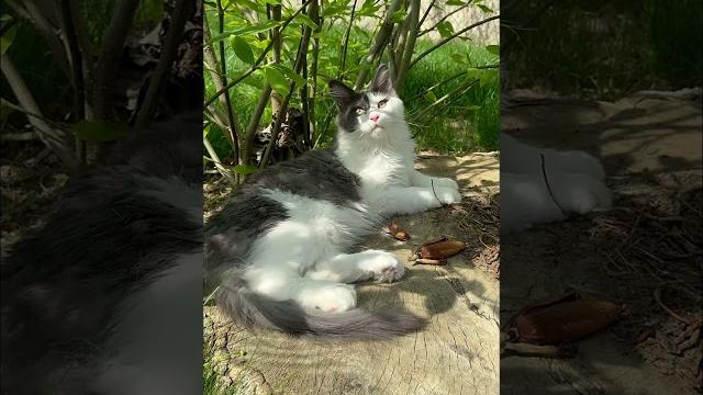 Just a maine coon enjoying nature #mainecoon #kitten #adorable #nature #fyp #viral #cats #kitten Just a maine coon enjoying nature #mainecoon #kitten #adorable #nature #fyp #viral #cats #kitten