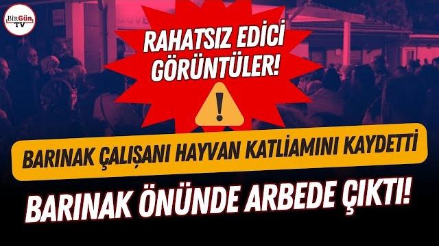 Bursa'da hayvan barınağındaki katliamı bir çalışan ifşa etti! barınak önünde arbede çıktı... Bursa'da hayvan barınağındaki katliamı bir çalışan ifşa etti! barınak önünde arbede çıktı...