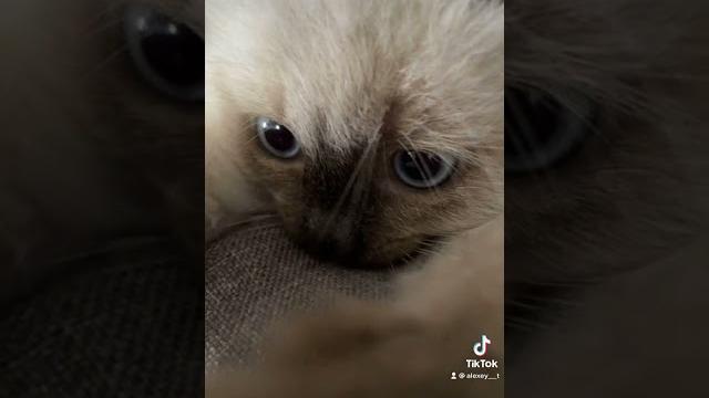 Очень милый котёнок обязательно к просмотру невская маскарадная порода #невскаямаскарадная Очень милый котёнок обязательно к просмотру невская маскарадная порода #невскаямаскарадная