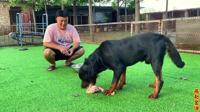 罗威纳三天配两次狗,一只白条鸡两个鸡蛋补营养,咯吱咯吱真过瘾 罗威纳三天配两次狗,一只白条鸡两个鸡蛋补营养,咯吱咯吱真过瘾