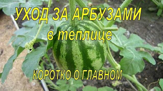 Тонкости выращивания арбузов в теплице! коротко о главном! выращивание арбузов в теплице. Тонкости выращивания арбузов в теплице! коротко о главном! выращивание арбузов в теплице.