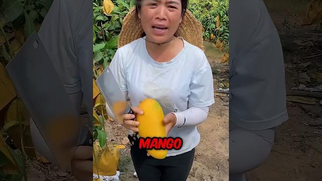 The incredible new mango in china The incredible new mango in china