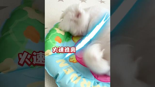 半夜舔脚脚,红了一点点。早上发现后带上了紧箍咒。各种暗示,你看我都这样了,你还不给我奖励? 半夜舔脚脚,红了一点点。早上发现后带上了紧箍咒。各种暗示,你看我都这样了,你还不给我奖励?