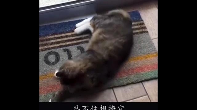 Fortune cat 招财猫 full Fortune cat 招财猫 full