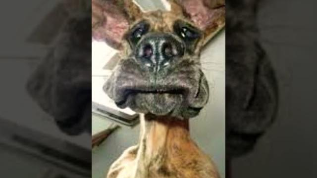 Смешные собачки 2 часть #shorts#шортс#remix#memes Смешные собачки 2 часть #shorts#шортс#remix#memes