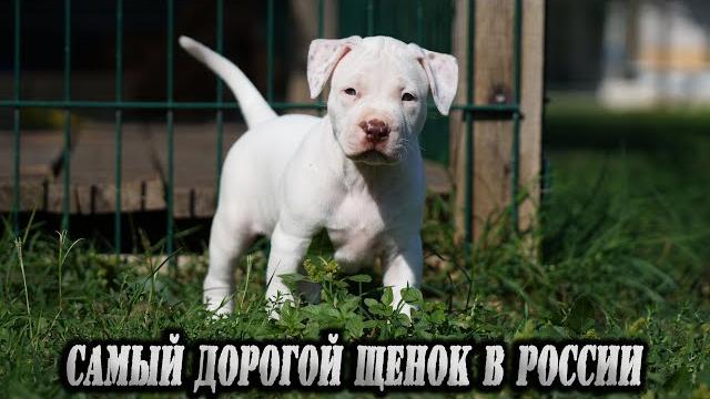 Эксклюзивный монстр ! элитный белый эксклюзивчик. самый дорогой щенок питбуля ! купить щенка питбуля Эксклюзивный монстр ! элитный белый эксклюзивчик. самый дорогой щенок питбуля ! купить щенка питбуля
